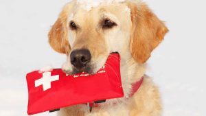 cpr for dogs and cats