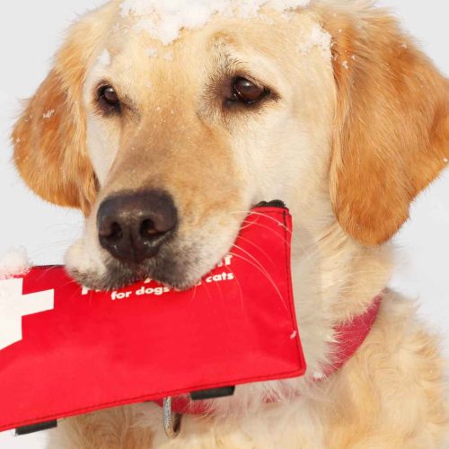 cpr for dogs and cats