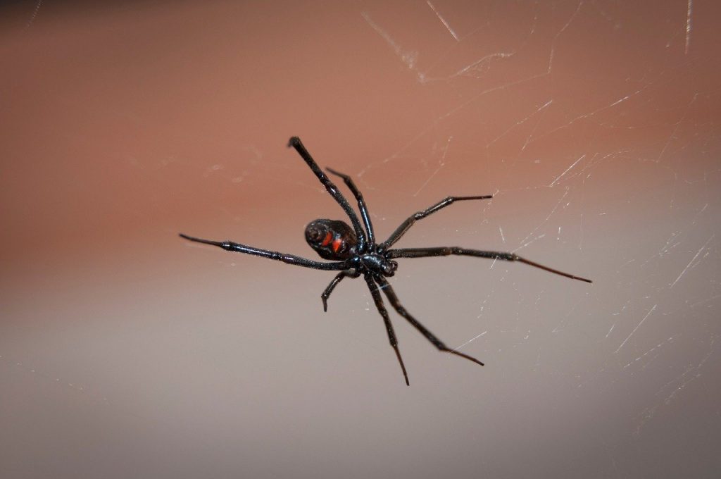 A black widow spider with a distinctive red hourglass marking on its abdomen hangs on a web. The background is blurred, highlighting the spider and its intricate web.