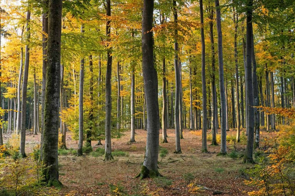 A serene forest with tall, slender trees displaying autumn foliage in shades of yellow and orange. The ground is covered with fallen leaves, and sunlight filters softly through the canopy, creating a warm, peaceful atmosphere.