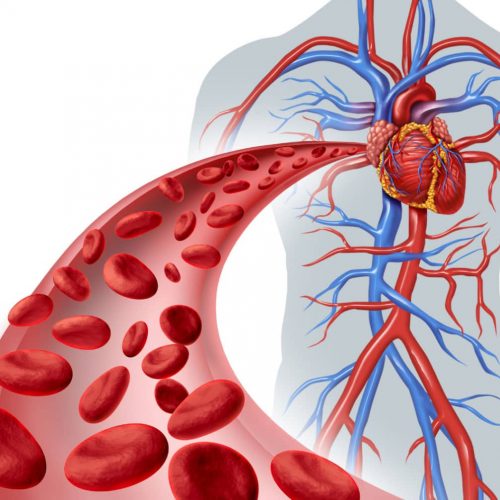 Illustration showing the circulatory system with red and blue blood vessels. A heart is depicted at the center of a human silhouette with red blood cells flowing through a large curved artery extending out from the heart.