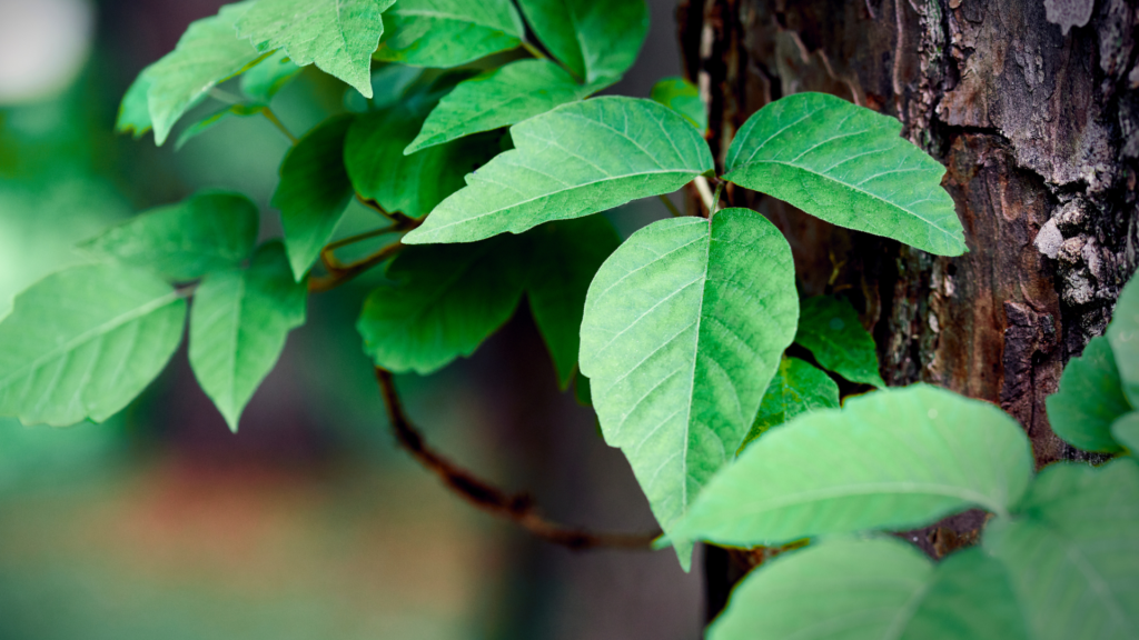 Close-up of poision ivy leaves, growing on a vine that wraps around a tree trunk. The bark is brown and textured. The background is softly blurred, suggesting a natural, outdoor setting.