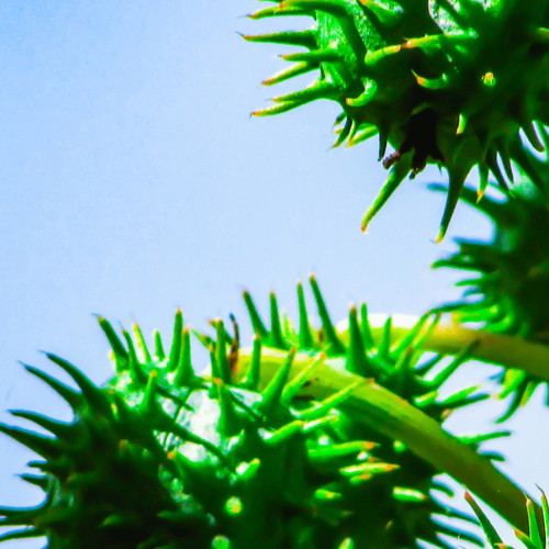 poisonous plants