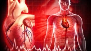 Illustration of a human heart and its anatomy, alongside a transparent human figure showing the circulatory system. The background features a red grid and a heartbeat line at the bottom, symbolizing cardiovascular health.