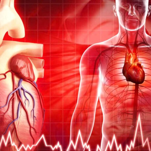Illustration of a human heart and its anatomy, alongside a transparent human figure showing the circulatory system. The background features a red grid and a heartbeat line at the bottom, symbolizing cardiovascular health.