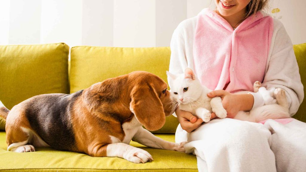 pet cpr for cats and dogs