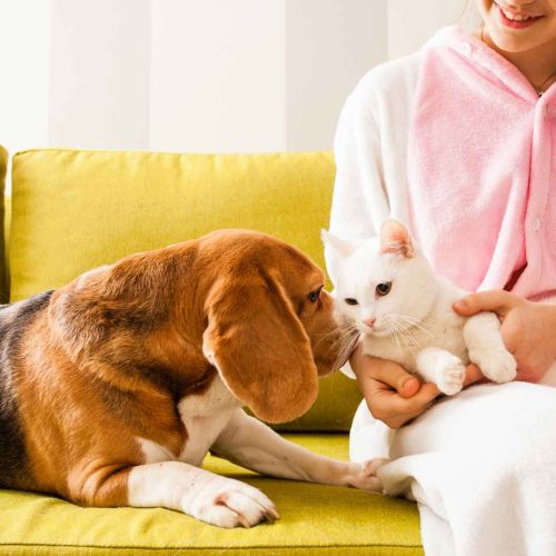 pet cpr for cats and dogs